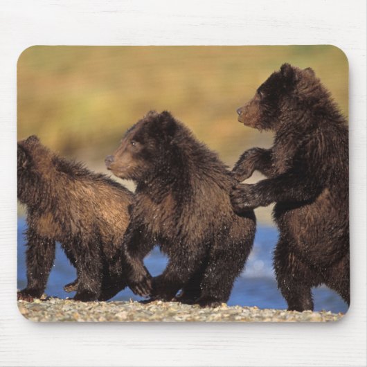 brown bear, Ursus arctos, grizzly bear, Ursus Muismat (Voorkant)