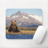brown bear, Ursus arctos, grizzly bear, Ursus Muismat (Met muis)