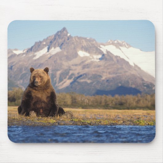 brown bear, Ursus arctos, grizzly bear, Ursus Muismat (Voorkant)