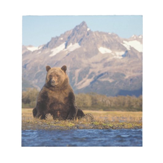 brown bear, Ursus arctos, grizzly bear, Ursus Notitieblok (Voorkant)