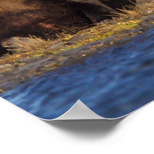 brown bear, Ursus arctos, grizzly bear, Ursus Poster (Hoek)