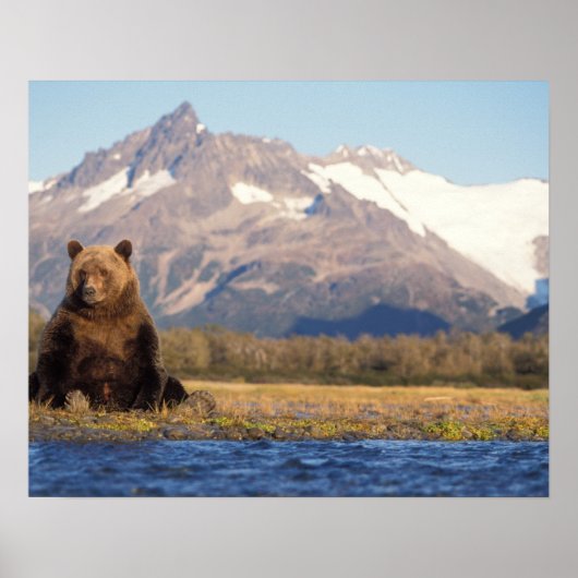 brown bear, Ursus arctos, grizzly bear, Ursus Poster (Voorkant)