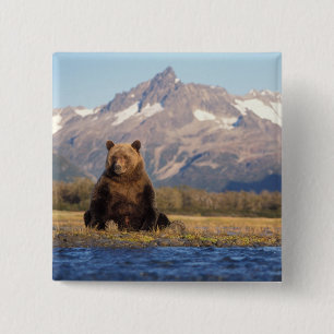 brown bear, Ursus arctos, grizzly bear, Ursus Vierkante Button 5,1 Cm