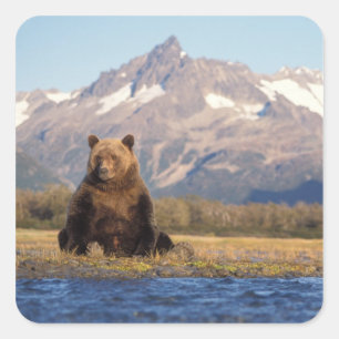 brown bear, Ursus arctos, grizzly bear, Ursus Vierkante Sticker