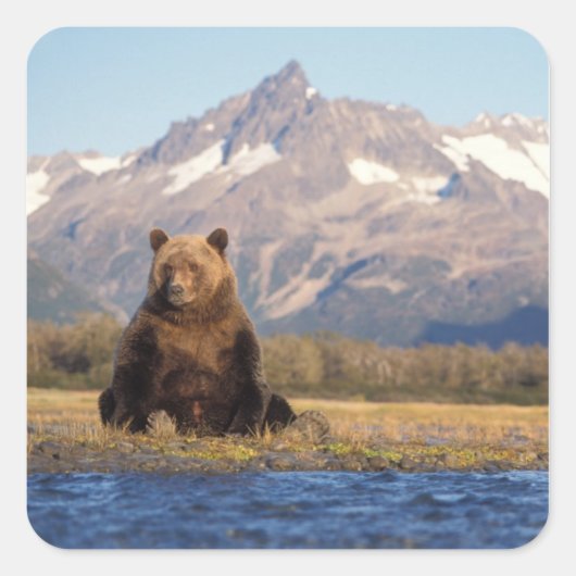 brown bear, Ursus arctos, grizzly bear, Ursus Vierkante Sticker (Voorkant)