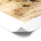 Brown bear walking poster (Hoek)