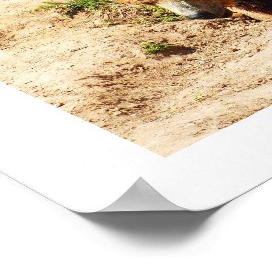 Brown bear walking poster (Hoek)