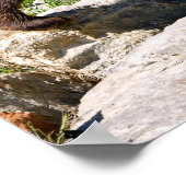 Brown bear walking poster (Hoek)