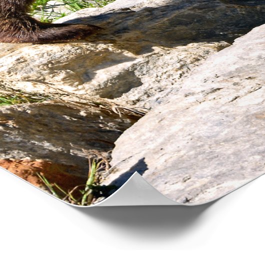 Brown bear walking poster (Hoek)