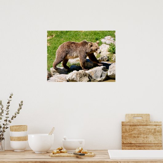 Brown bear walking poster (Keuken)