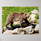 Brown bear walking poster (Voorkant)