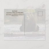 Brown Beer zit in Brooks River, Katmai NPP. AK Briefkaart (Achterkant)