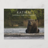 Brown Beer zit in Brooks River, Katmai NPP. AK Briefkaart (Voorkant)