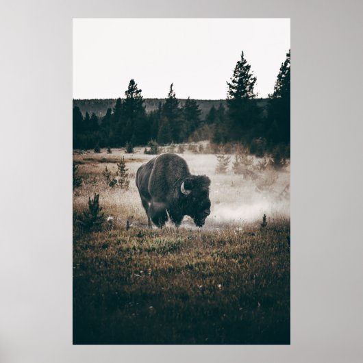 BROWN BISON OP BROWN GRASS FIELD TIJDENS DAG POSTER (Voorkant)