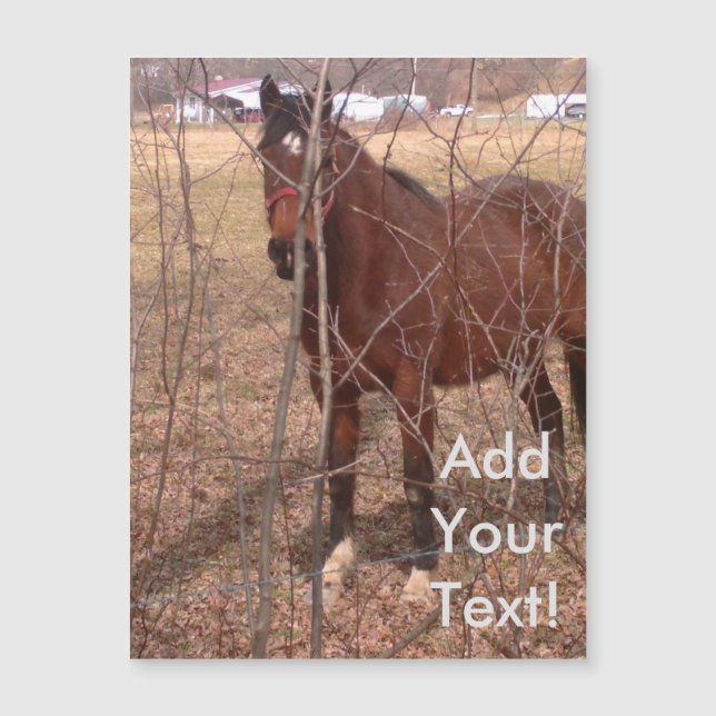 Brown Boerderij Horse West Virginia (Voorkant)
