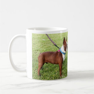 Brown Boston Terrier Mok