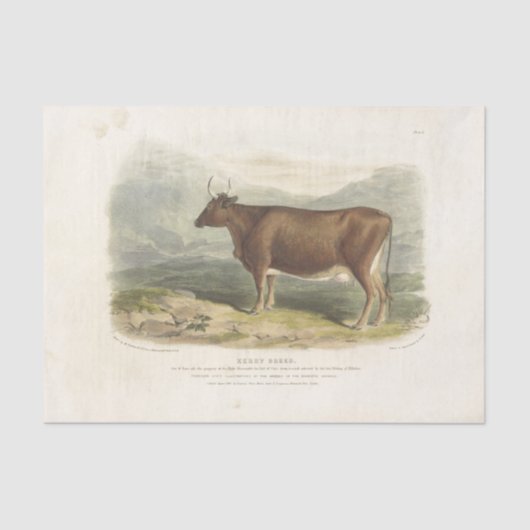 Brown Bull Koe Ephemera Decoupage Boerderij Tissuepapier (Voorkant)