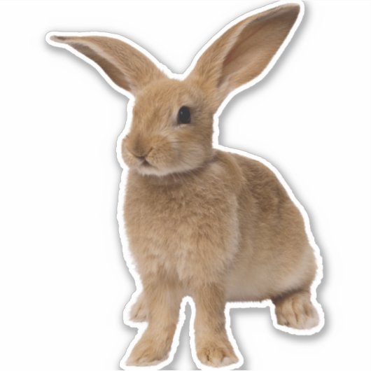 Brown Bunny Sticker (Voorkant)