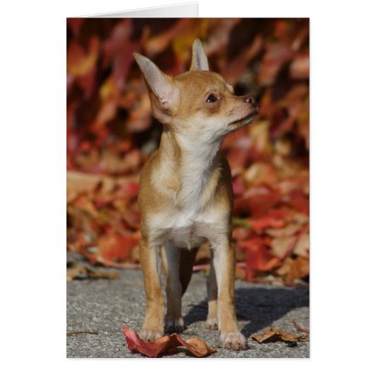 Brown Chihuahua Puppy (Voorkant)