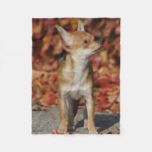Brown Chihuahua Puppy Fleece Deken (Voorkant)