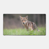 Brown Coyote, Canadese Wildlife Fotografie Bureaumat (Voorkant)