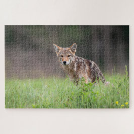 Brown Coyote, Canadese Wildlife Fotografie Legpuzzel