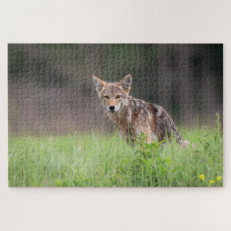 Brown Coyote, Canadese Wildlife Fotografie Legpuzzel