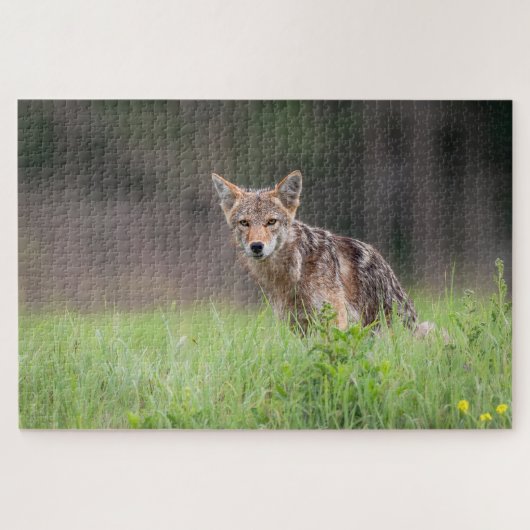 Brown Coyote, Canadese Wildlife Fotografie Legpuzzel (Horizontaal)