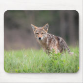Brown Coyote, Canadese Wildlife Fotografie Muismat (Voorkant)