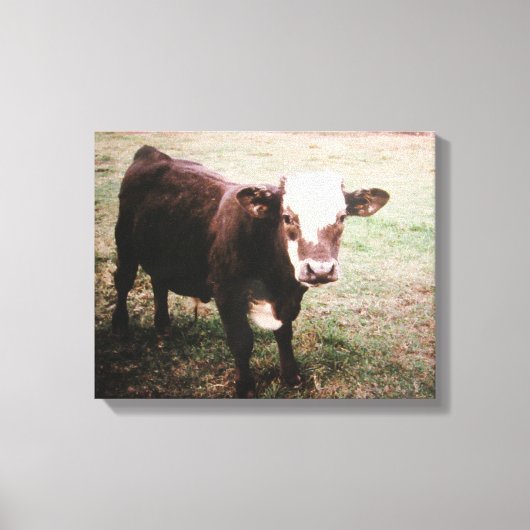 Brown Cream Koe Canvas Afdruk (Voorkant)