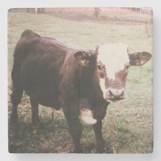 Brown Cream Koe Stenen Onderzetter (Voorkant)