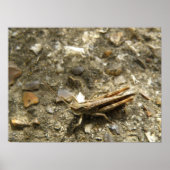 Brown Cricket Print (Voorkant)