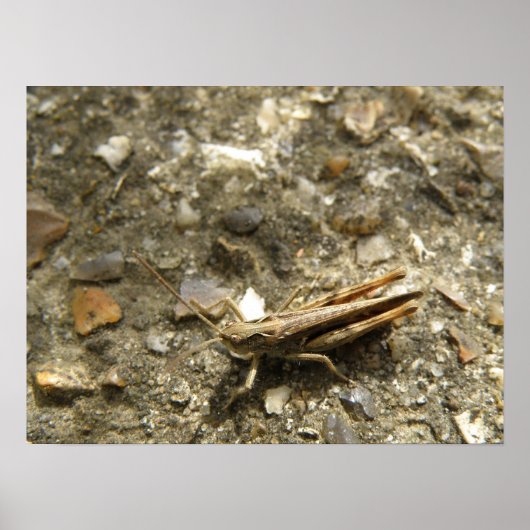 Brown Cricket Print (Voorkant)