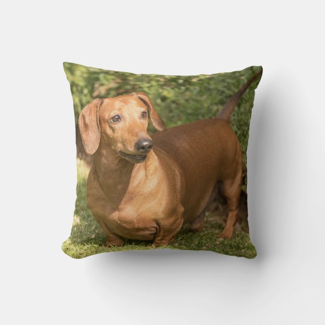 Brown Dachshund - Doxie Kussen (Voorkant)