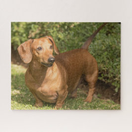 Brown Dachshund Legpuzzel