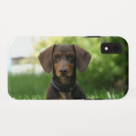 Brown Dachshund Puppy Case-Mate iPhone Case (Achterkant (horizontaal))
