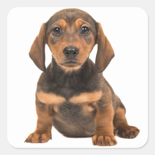 Brown Dachshund Puppy Dog Love Heart Vierkante Sticker (Voorkant)