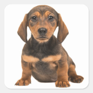 Brown Dachshund Puppy Dog Love Heart Vierkante Sticker
