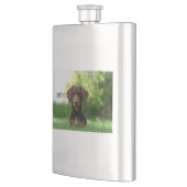 Brown Dachshund Puppy Flacon (Links)