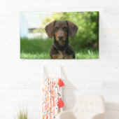 Brown Dachshund Puppy Spandoek (Insitu)