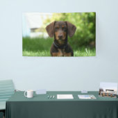 Brown Dachshund Puppy Spandoek (Beurs)