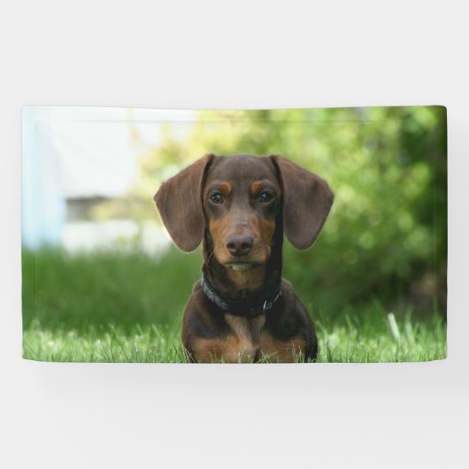 Brown Dachshund Puppy Spandoek (Horizontaal)