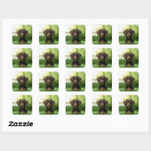 Brown Dachshund Puppy Vierkante Sticker (Vel)