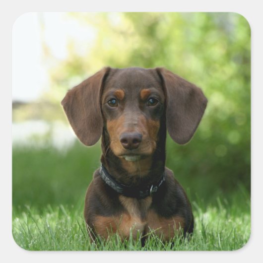Brown Dachshund Puppy Vierkante Sticker (Voorkant)
