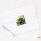 Brown Dachshund Puppy Vierkante Sticker (Envelop)