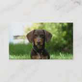 Brown Dachshund Puppy Visitekaartje (Achterkant)