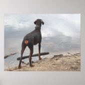 Brown, de Doberman Poster (Voorkant)