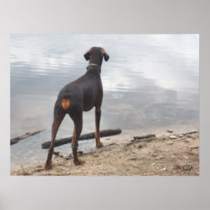 Brown, de Doberman Poster