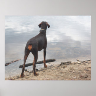 Brown, de Doberman Poster