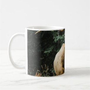 BROWN DEER OP GROENE GRAS TIJDENS DAG KOFFIEMOK